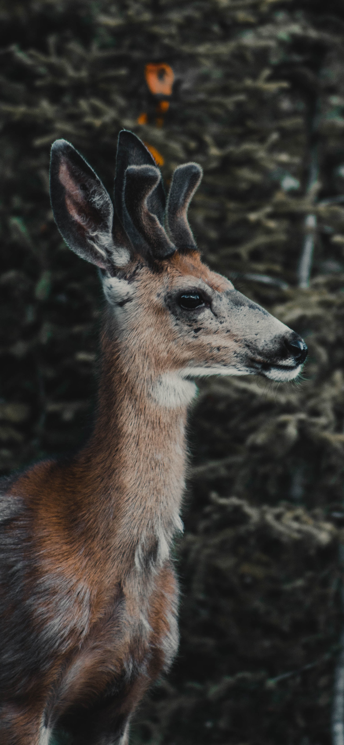[2436×1125]郊外 森林 小鹿 鹿角 苹果手机壁纸图片