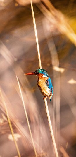 [2436x1125]郊外 植物 飞鸟 蜂鸟 迷你 苹果手机壁纸图片