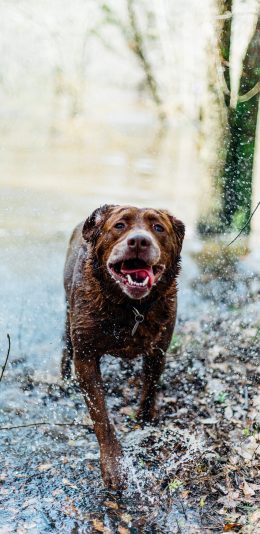 [2436x1125]郊外 池塘 宠物狗 汪星人 寻回犬 苹果手机壁纸图片