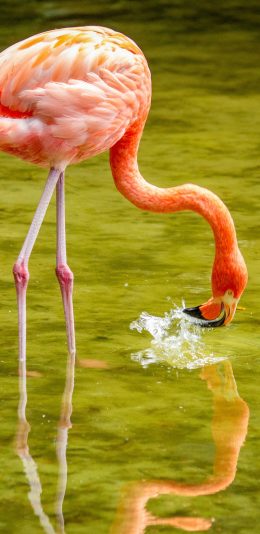 [2436x1125]郊外 池水 火烈鸟 红色 羽毛 苹果手机壁纸图片