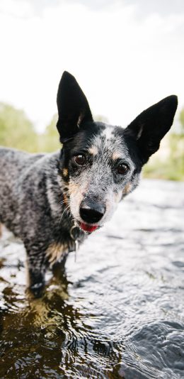 [2436x1125]郊外 河流 汪星人 宠物狗 苹果手机壁纸图片