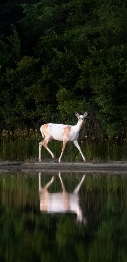 [2436x1125]郊外 湖泊 小鹿 倒影 苹果手机壁纸图片