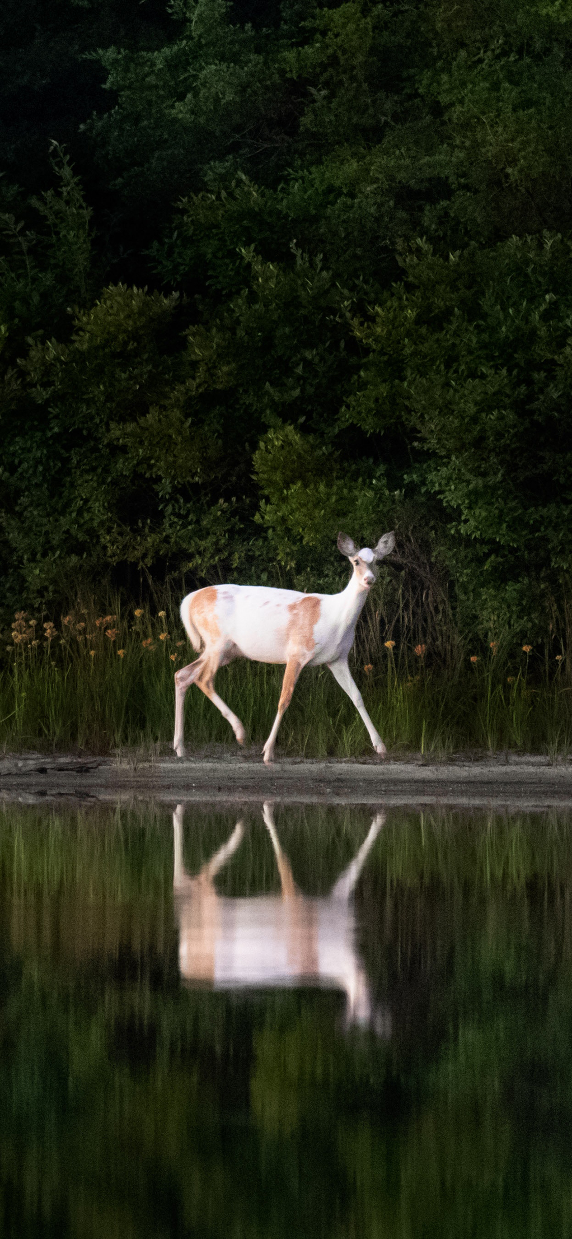 [2436×1125]郊外 湖泊 小鹿 倒影 苹果手机壁纸图片