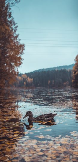 [2436x1125]郊外 湖泊 落叶 野鸭 苹果手机壁纸图片