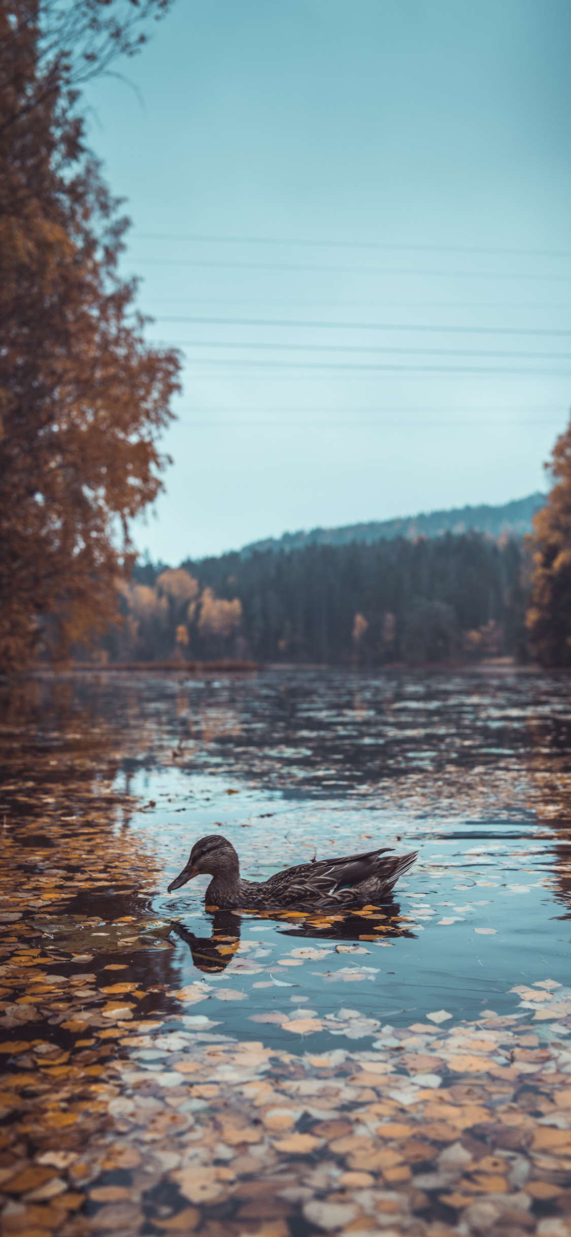 [2436×1125]郊外 湖泊 落叶 野鸭 苹果手机壁纸图片