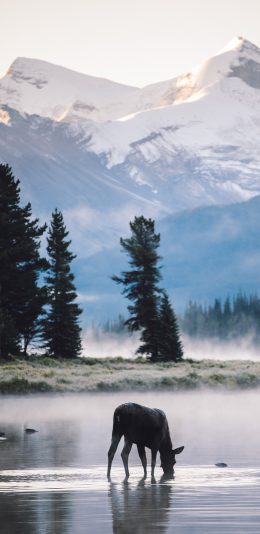 [2436x1125]郊外 湖泊 鹿 饮水 苹果手机壁纸图片