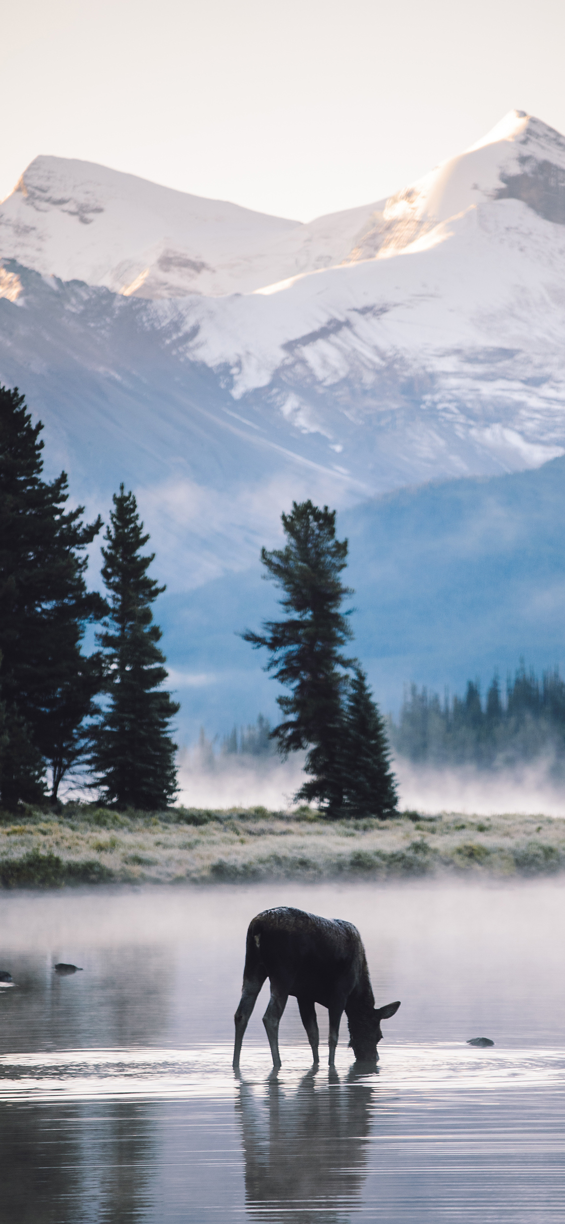 [2436×1125]郊外 湖泊 鹿 饮水 苹果手机壁纸图片