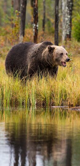 [2436x1125]郊外 湖边 草地 棕熊 活动 苹果手机壁纸图片