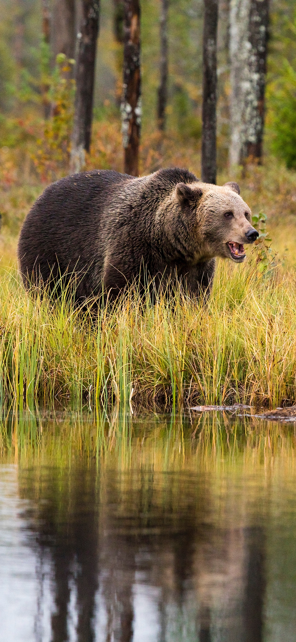 [2436×1125]郊外 湖边 草地 棕熊 活动 苹果手机壁纸图片