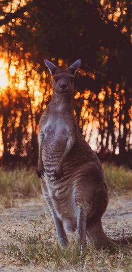 [2436x1125]郊外 澳洲 袋鼠 野生 健硕 苹果手机壁纸图片