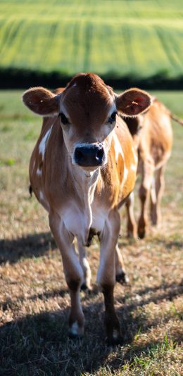 [2436x1125]郊外 牛犊 群居 可爱 苹果手机壁纸图片