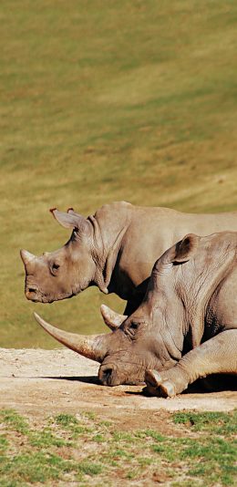 [2436x1125]郊外 犀牛 牛角 野生 苹果手机壁纸图片