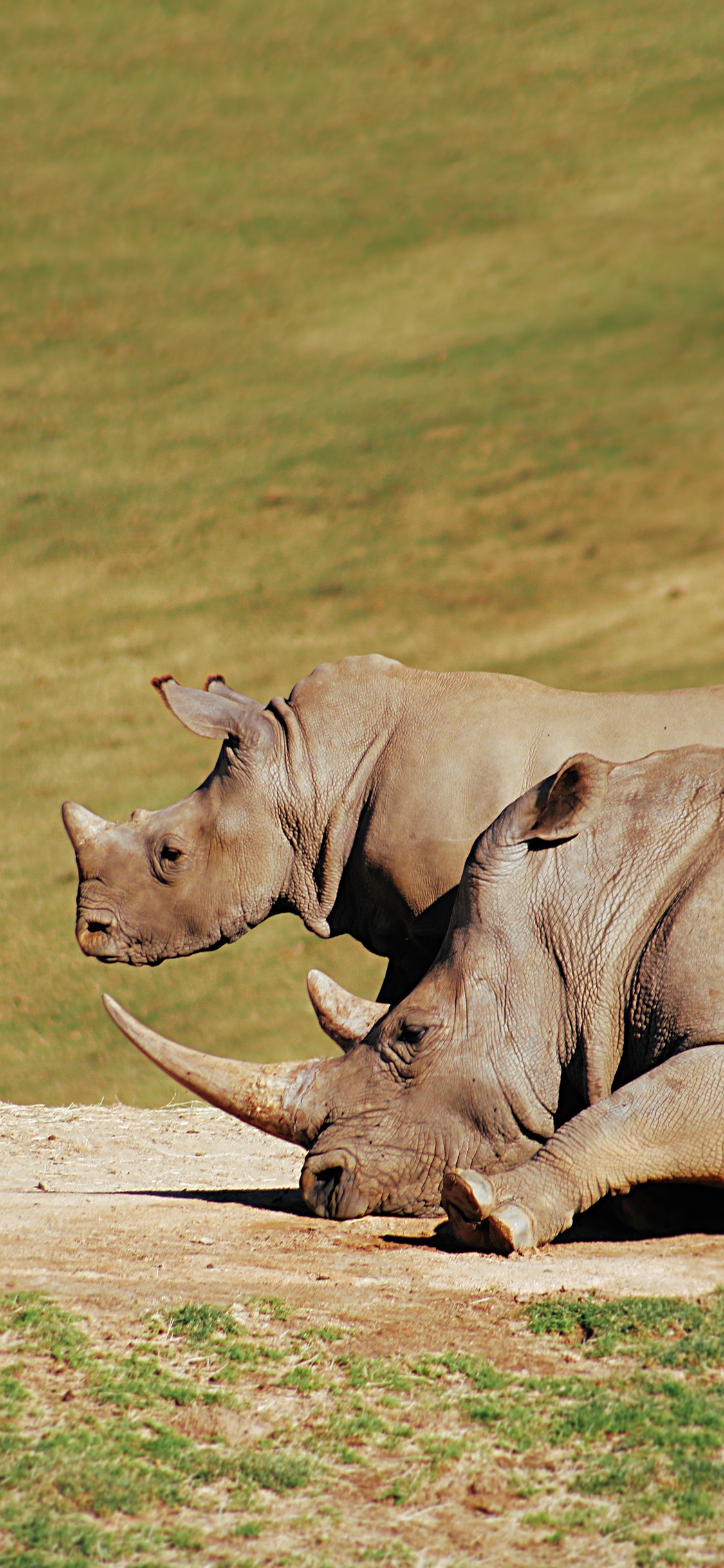 [2436×1125]郊外 犀牛 牛角 野生 苹果手机壁纸图片