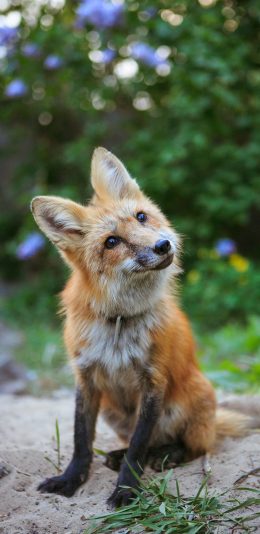 [2436x1125]郊外 狐狸 皮毛 聪明 苹果手机壁纸图片