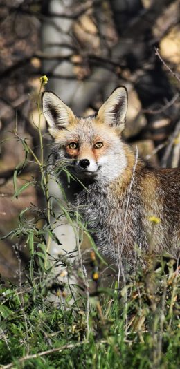 [2436x1125]郊外 狐狸 聪明 肉食动物 苹果手机壁纸图片