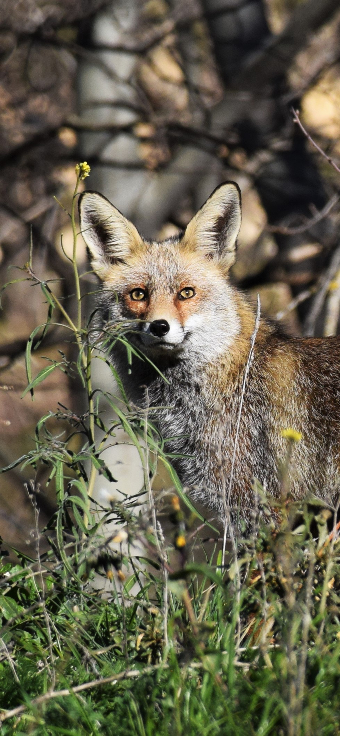 [2436×1125]郊外 狐狸 聪明 肉食动物 苹果手机壁纸图片