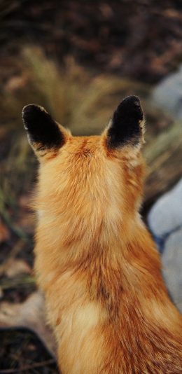 [2436x1125]郊外 狐狸 背部 皮毛 苹果手机壁纸图片