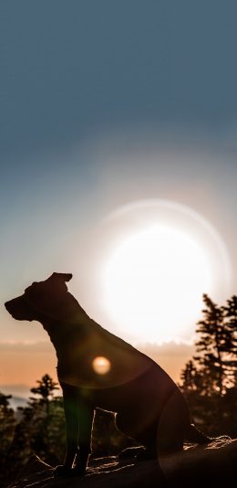 [2436x1125]郊外 狗 侧影 太阳 苹果手机壁纸图片