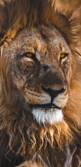 [2436x1125]郊外 狮子 雄狮 毛发 苹果手机壁纸图片