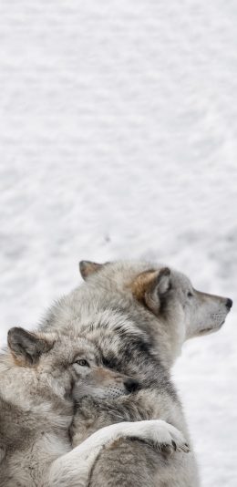 [2436x1125]郊外 狼 群居 肉食动物 苹果手机壁纸图片