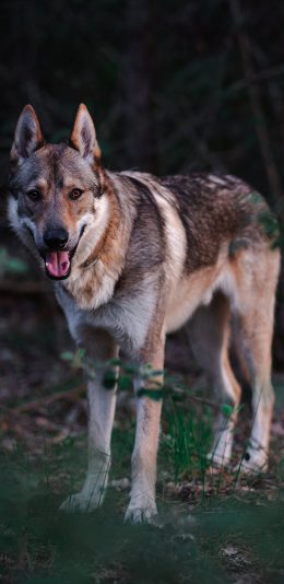 [2436x1125]郊外 狼 肉食动物 凶猛 苹果手机壁纸图片