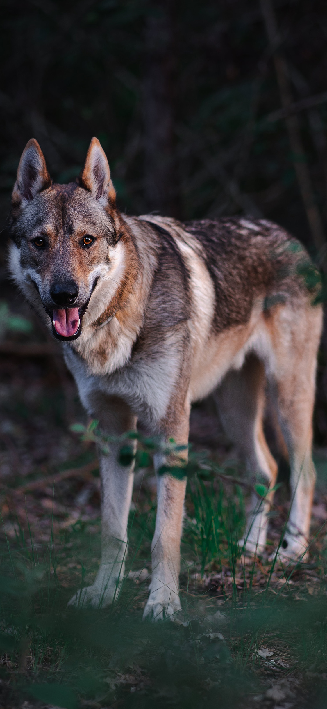 [2436×1125]郊外 狼 肉食动物 凶猛 苹果手机壁纸图片