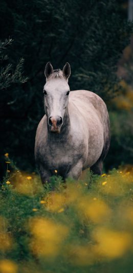 [2436x1125]郊外 白马 呆萌 奔跑 苹果手机壁纸图片