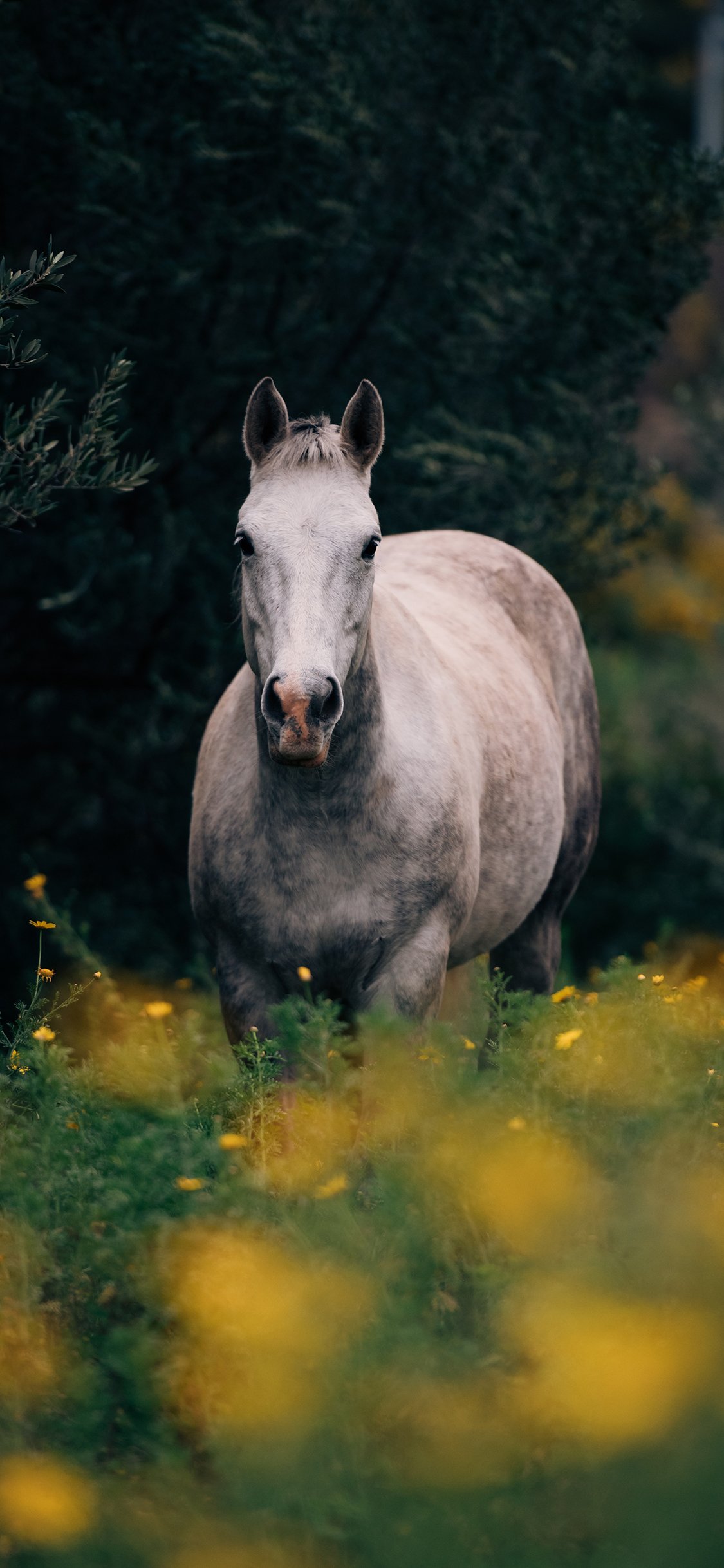 [2436×1125]郊外 白马 呆萌 奔跑 苹果手机壁纸图片
