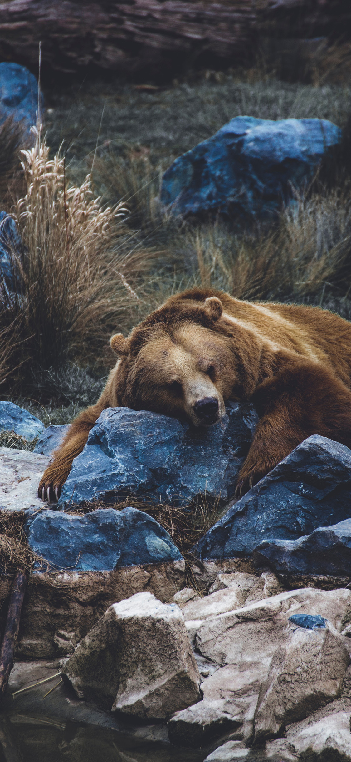 [2436×1125]郊外 石块 棕熊 休息 苹果手机壁纸图片