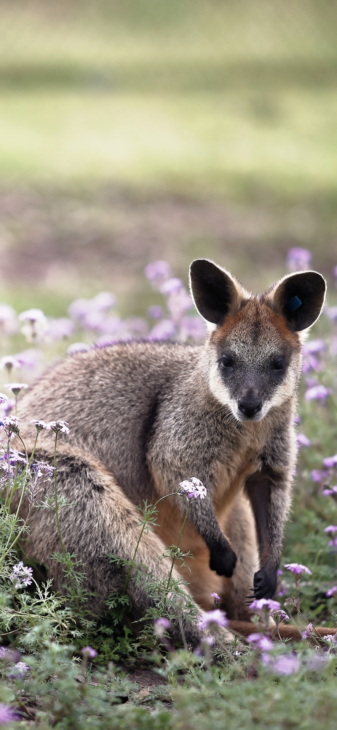 [2436×1125]郊外 花丛 小松鼠 可爱 苹果手机壁纸图片