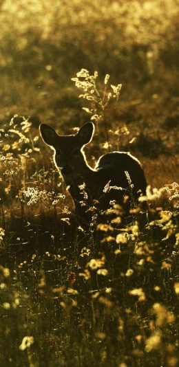 [2436x1125]郊外 花丛 小鹿 唯美自然 苹果手机壁纸图片