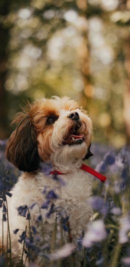 [2436x1125]郊外 花田 小狗 宠物 汪星人 苹果手机壁纸图片