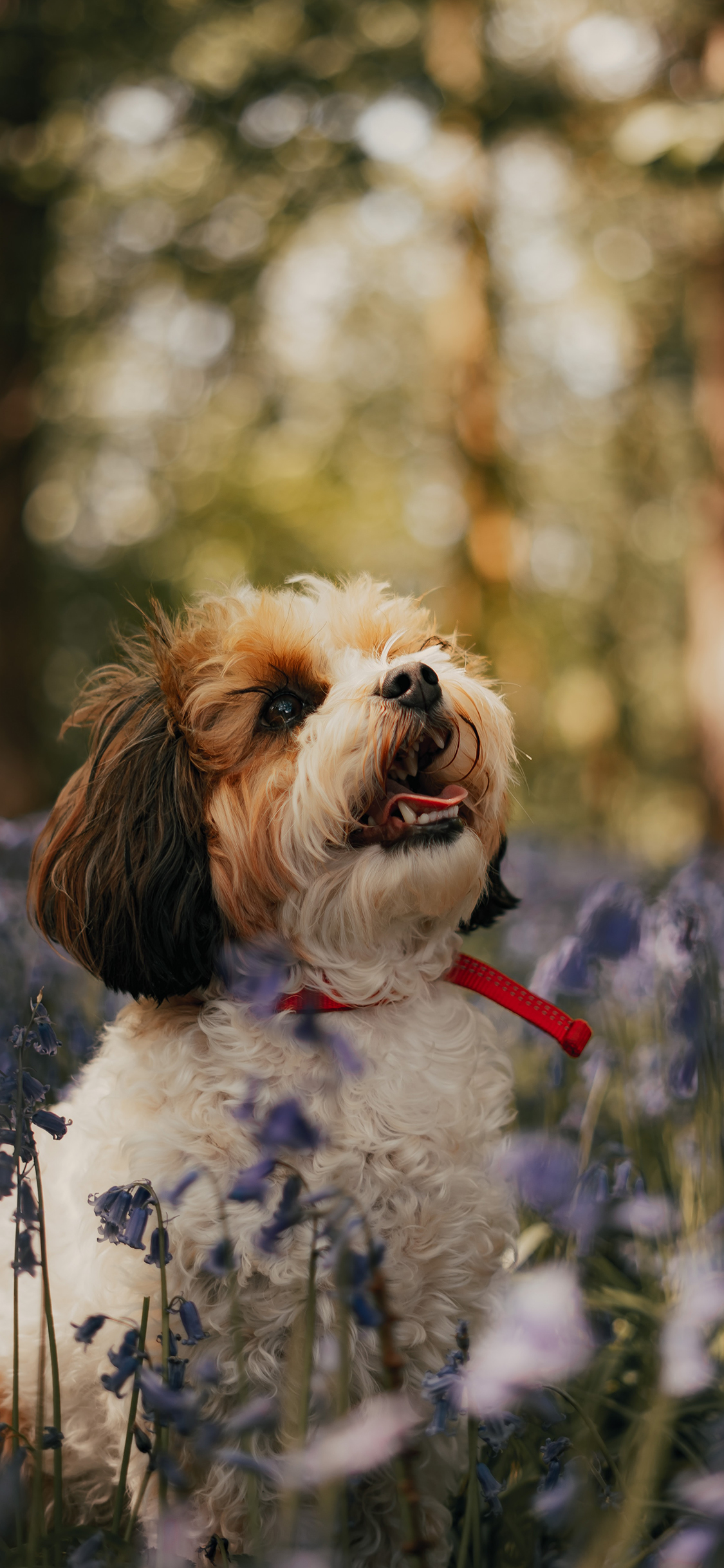 [2436×1125]郊外 花田 小狗 宠物 汪星人 苹果手机壁纸图片