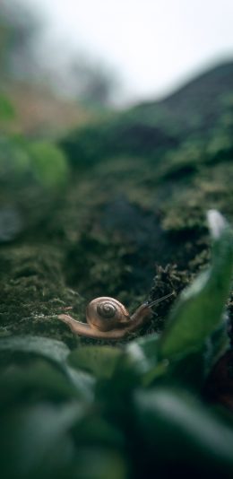 [2436x1125]郊外 苔藓 蜗牛 爬行 苹果手机壁纸图片