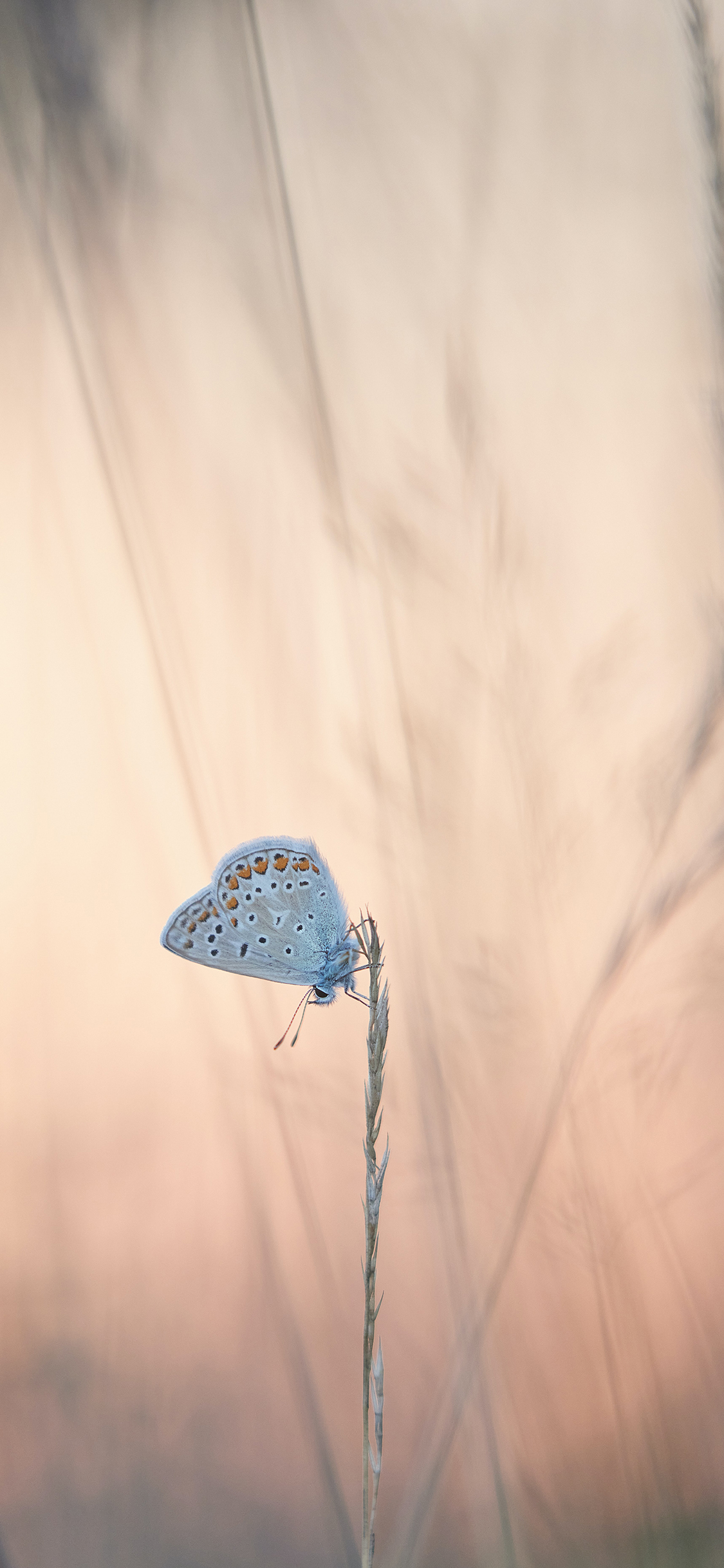 [2436×1125]郊外 草 昆虫 蝴蝶 苹果手机壁纸图片