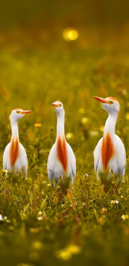 [2436x1125]郊外 草丛 候鸟 牛背鹭 苹果手机壁纸图片