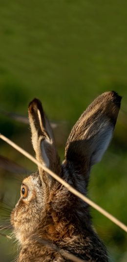 [2436x1125]郊外 草丛 兔子 野兔 苹果手机壁纸图片
