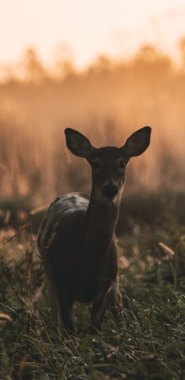 [2436x1125]郊外 草丛 小鹿 幼崽 苹果手机壁纸图片