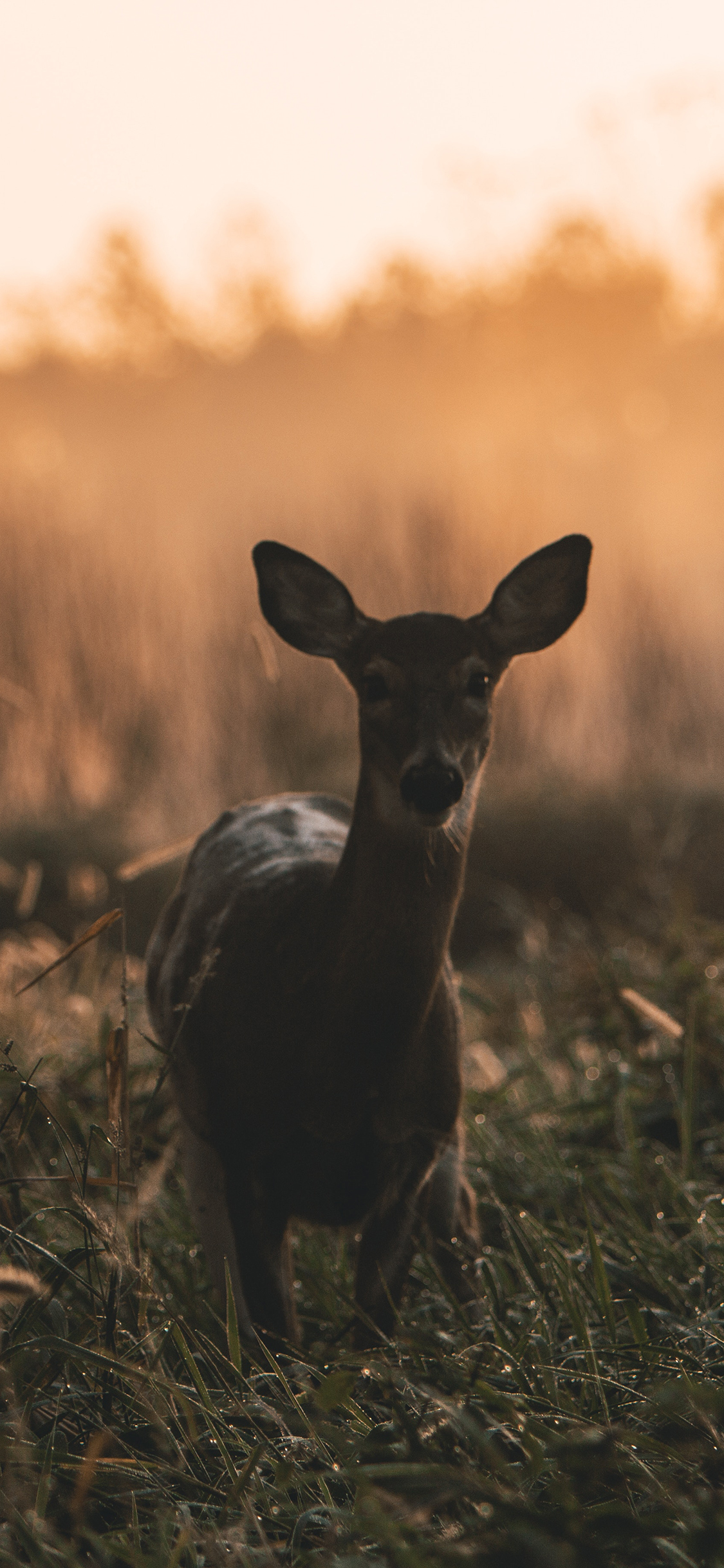 [2436×1125]郊外 草丛 小鹿 幼崽 苹果手机壁纸图片