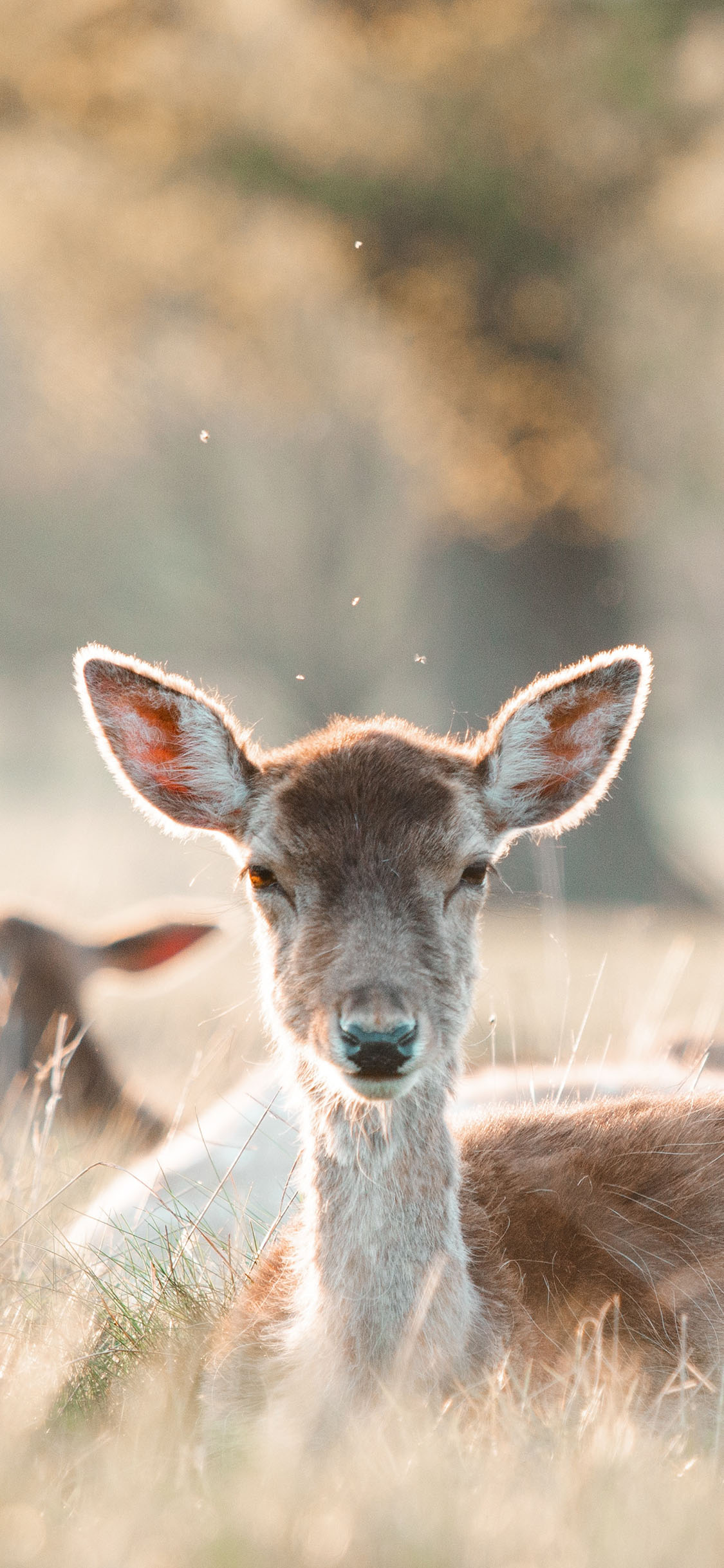 [2436×1125]郊外 草丛 小鹿 群居 苹果手机壁纸图片