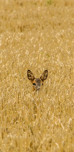 [2436x1125]郊外 草丛 小鹿 藏匿 苹果手机壁纸图片