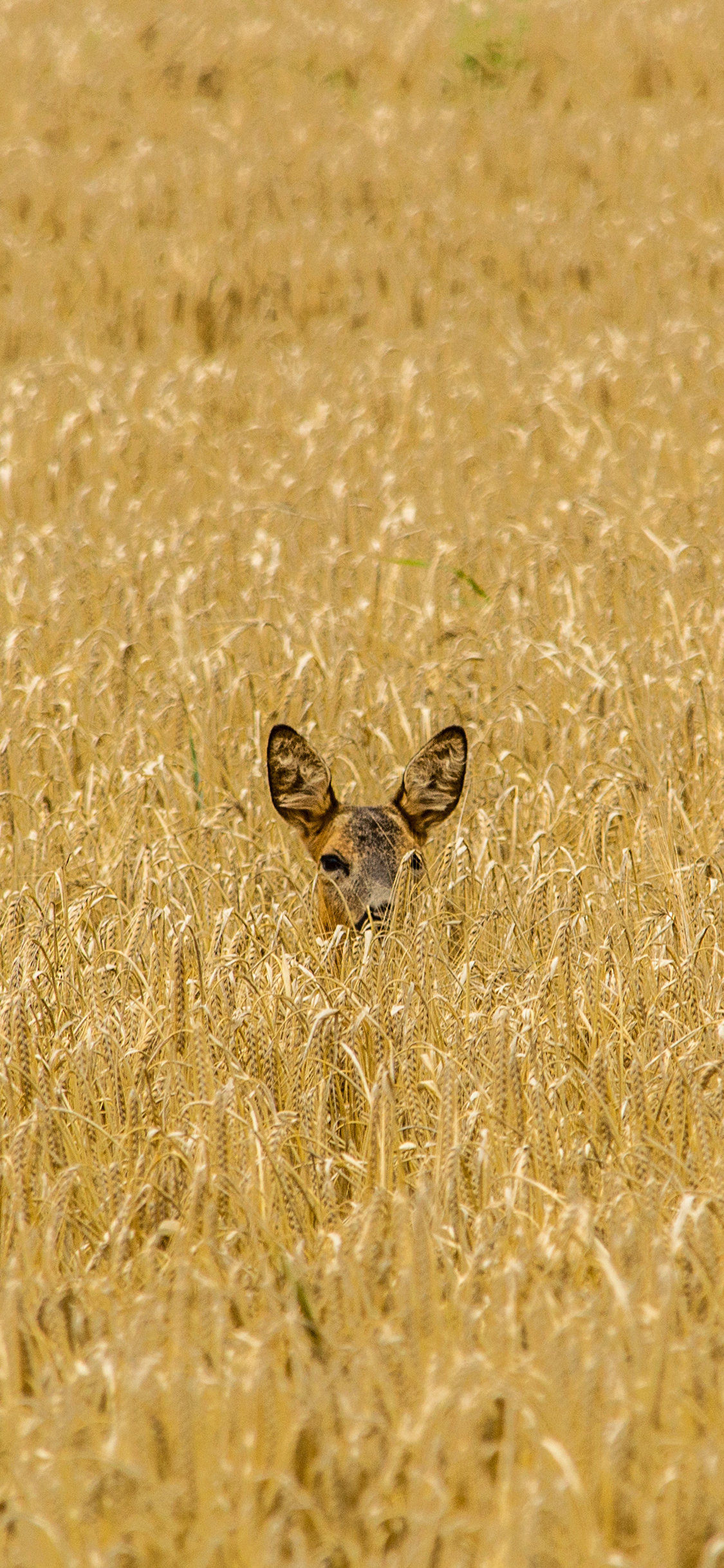 [2436×1125]郊外 草丛 小鹿 藏匿 苹果手机壁纸图片