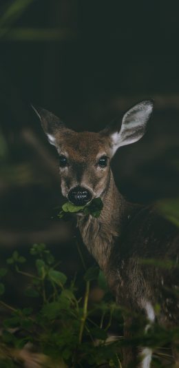 [2436x1125]郊外 草丛 小鹿 进食 苹果手机壁纸图片