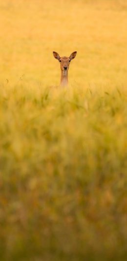 [2436x1125]郊外 草丛 小鹿 野生 苹果手机壁纸图片