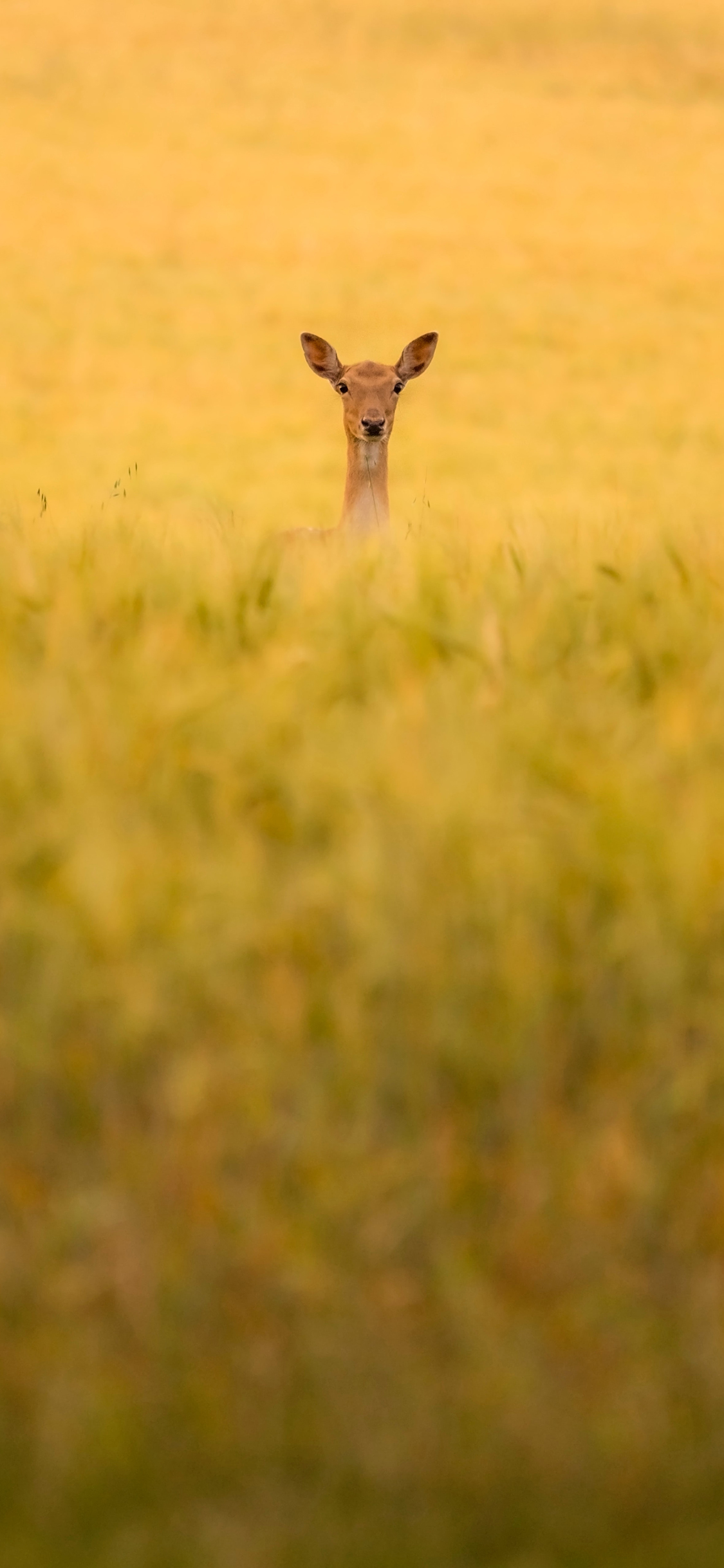 [2436×1125]郊外 草丛 小鹿 野生 苹果手机壁纸图片