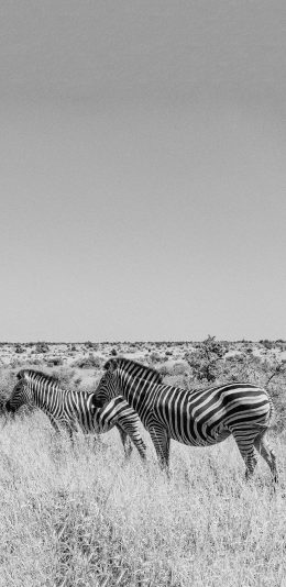 [2436x1125]郊外 草丛 斑马 条纹 黑白 苹果手机壁纸图片