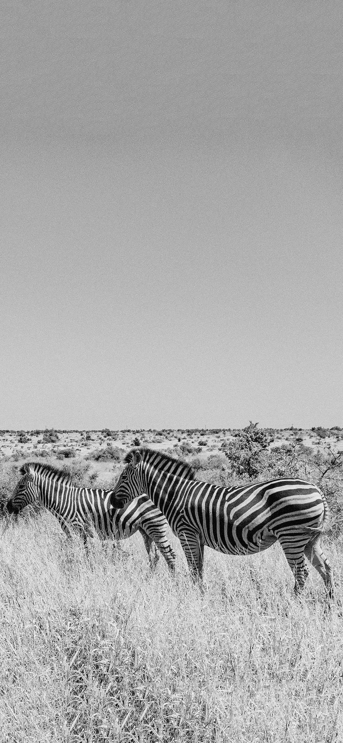 [2436×1125]郊外 草丛 斑马 条纹 黑白 苹果手机壁纸图片