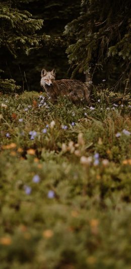 [2436x1125]郊外 草丛 狐狸 聪明 苹果手机壁纸图片