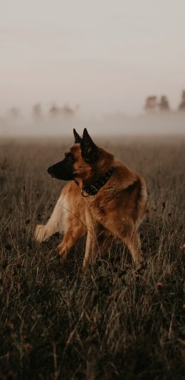 [2436x1125]郊外 草丛 狼狗 凶猛 苹果手机壁纸图片