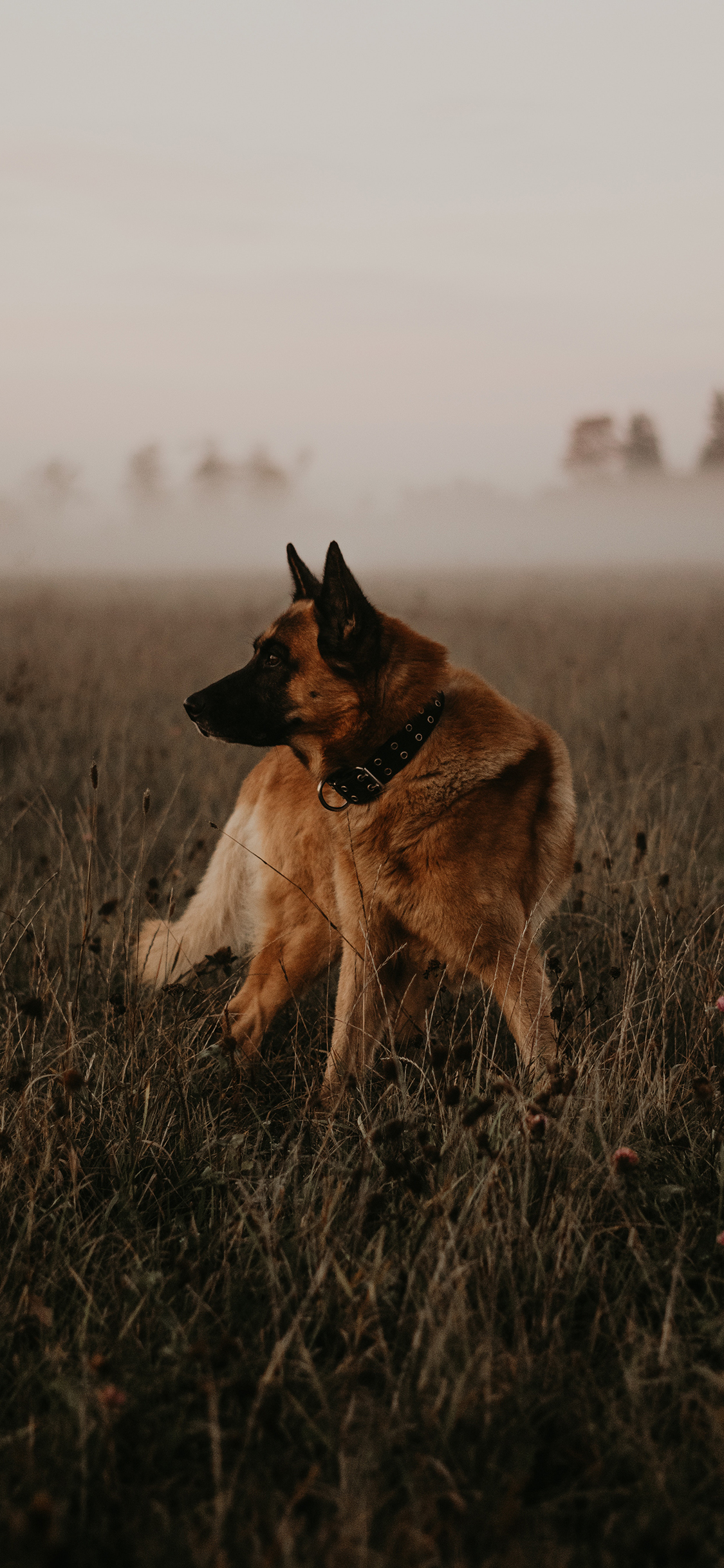 [2436×1125]郊外 草丛 狼狗 凶猛 苹果手机壁纸图片